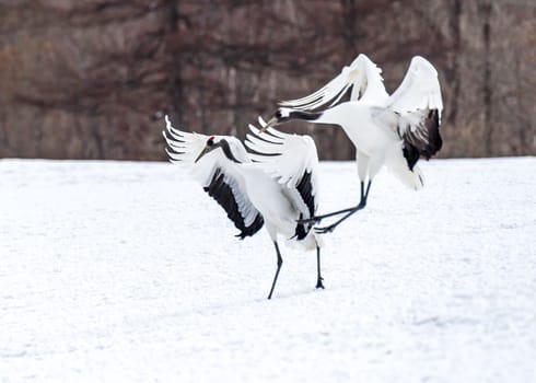 The Red-crowned Crane in Tsurui Ito Tancho Crane Senctuary of Hokkaido, Japan.