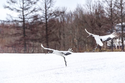 The Red-crowned Crane in Tsurui Ito Tancho Crane Senctuary of Hokkaido, Japan.