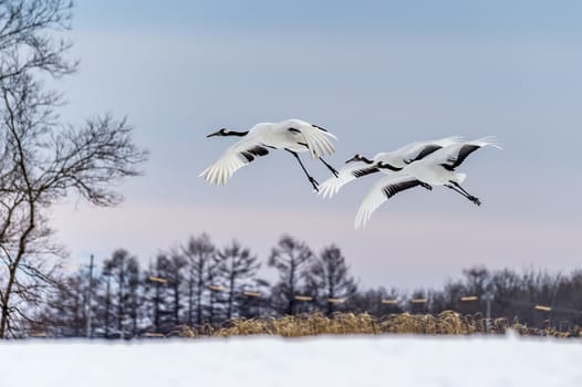 The Red-crowned Crane in Tsurui Ito Tancho Crane Senctuary of Hokkaido, Japan.