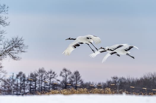 The Red-crowned Crane in Tsurui Ito Tancho Crane Senctuary of Hokkaido, Japan.