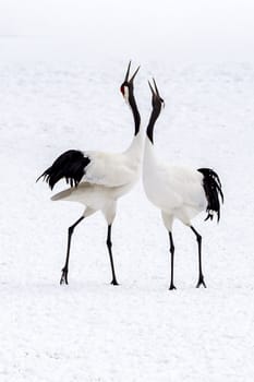 The Red-crowned Crane in Tsurui Ito Tancho Crane Senctuary of Hokkaido, Japan.