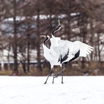 The Red-crowned Crane in Tsurui Ito Tancho Crane Senctuary of Hokkaido, Japan.