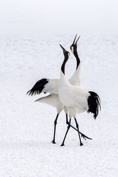 The Red-crowned Crane in Tsurui Ito Tancho Crane Senctuary of Hokkaido, Japan.