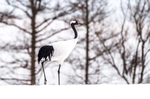 The Red-crowned Crane in Tsurui Ito Tancho Crane Senctuary of Hokkaido, Japan.