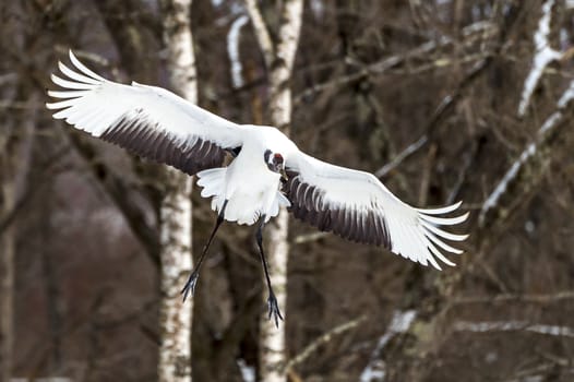 The Red-crowned Crane in Tsurui Ito Tancho Crane Senctuary of Hokkaido, Japan.