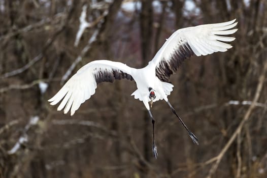 The Red-crowned Crane in Tsurui Ito Tancho Crane Senctuary of Hokkaido, Japan.