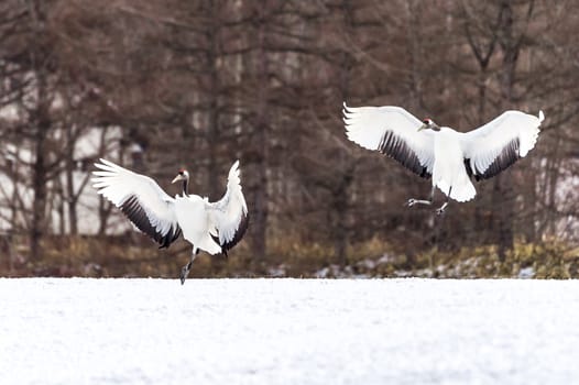 The Red-crowned Crane in Tsurui Ito Tancho Crane Senctuary of Hokkaido, Japan.