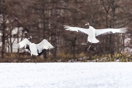 The Red-crowned Crane in Tsurui Ito Tancho Crane Senctuary of Hokkaido, Japan.