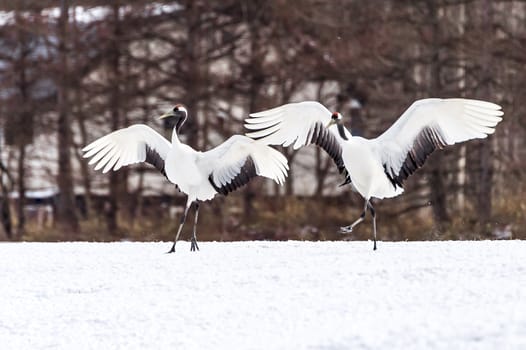 The Red-crowned Crane in Tsurui Ito Tancho Crane Senctuary of Hokkaido, Japan.