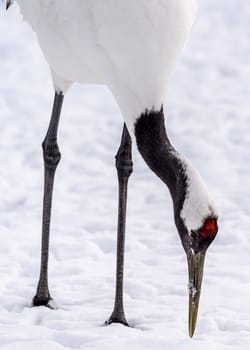 The Red-crowned Crane in Tsurui Ito Tancho Crane Senctuary of Hokkaido, Japan.