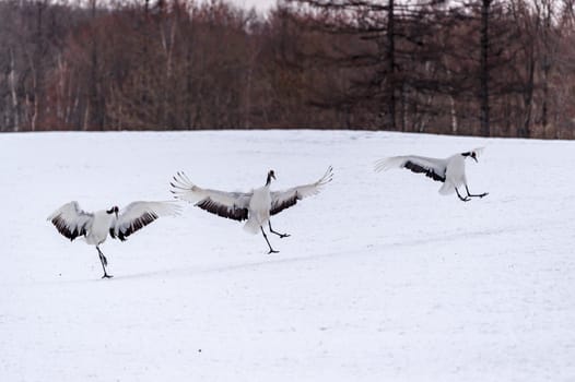 The Red-crowned Crane in Tsurui Ito Tancho Crane Senctuary of Hokkaido, Japan.