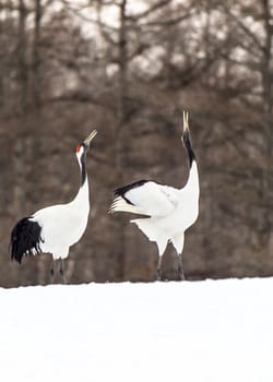 The Red-crowned Crane in Tsurui Ito Tancho Crane Senctuary of Hokkaido, Japan.