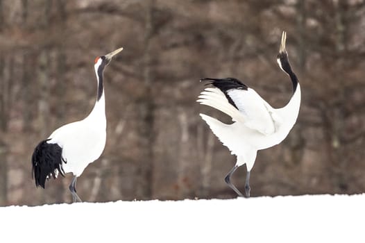 The Red-crowned Crane in Tsurui Ito Tancho Crane Senctuary of Hokkaido, Japan.