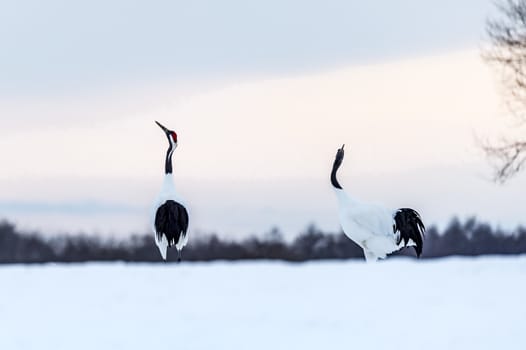 The Red-crowned Crane in Tsurui Ito Tancho Crane Senctuary of Hokkaido, Japan.