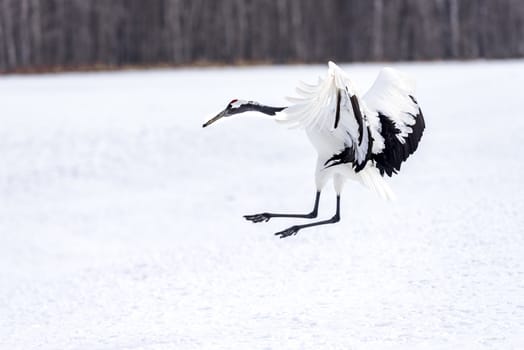 The Red-crowned Crane in Tsurui Ito Tancho Crane Senctuary of Hokkaido, Japan.