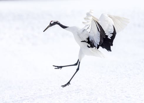 The Red-crowned Crane in Tsurui Ito Tancho Crane Senctuary of Hokkaido, Japan.