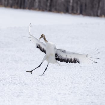 The Red-crowned Crane in Tsurui Ito Tancho Crane Senctuary of Hokkaido, Japan.