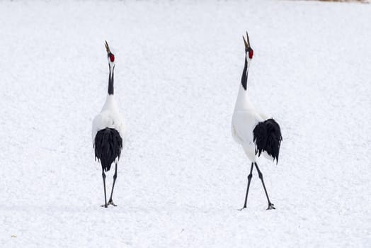 The Red-crowned Crane in Tsurui Ito Tancho Crane Senctuary of Hokkaido, Japan.