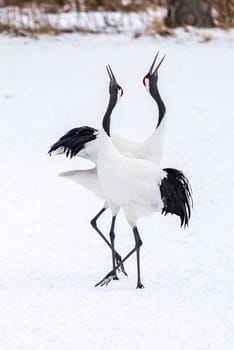 The Red-crowned Crane in Tsurui Ito Tancho Crane Senctuary of Hokkaido, Japan.