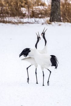 The Red-crowned Crane in Tsurui Ito Tancho Crane Senctuary of Hokkaido, Japan.