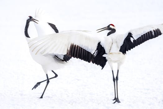 The Red-crowned Crane in Tsurui Ito Tancho Crane Senctuary of Hokkaido, Japan.