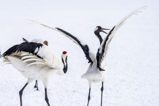 The Red-crowned Crane in Tsurui Ito Tancho Crane Senctuary of Hokkaido, Japan.