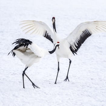 The Red-crowned Crane in Tsurui Ito Tancho Crane Senctuary of Hokkaido, Japan.