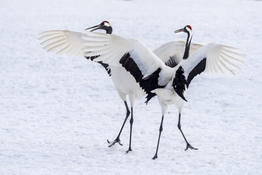 The Red-crowned Crane in Tsurui Ito Tancho Crane Senctuary of Hokkaido, Japan.