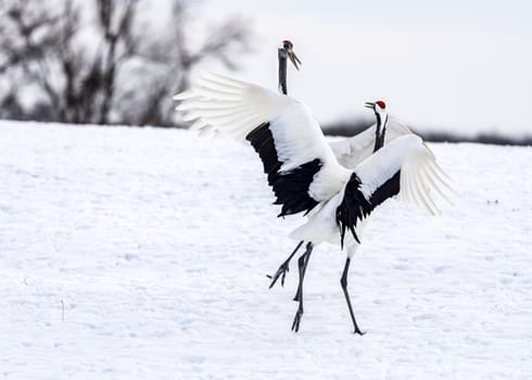 The Red-crowned Crane in Tsurui Ito Tancho Crane Senctuary of Hokkaido, Japan.