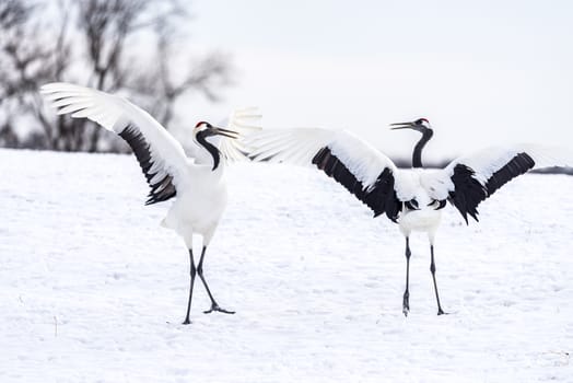 The Red-crowned Crane in Tsurui Ito Tancho Crane Senctuary of Hokkaido, Japan.