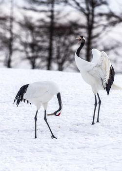 The Red-crowned Crane in Tsurui Ito Tancho Crane Senctuary of Hokkaido, Japan.