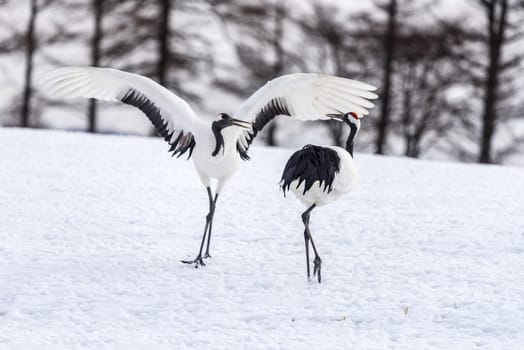 The Red-crowned Crane in Tsurui Ito Tancho Crane Senctuary of Hokkaido, Japan.