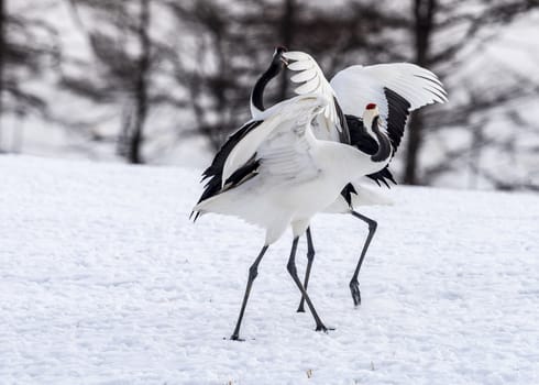 The Red-crowned Crane in Tsurui Ito Tancho Crane Senctuary of Hokkaido, Japan.