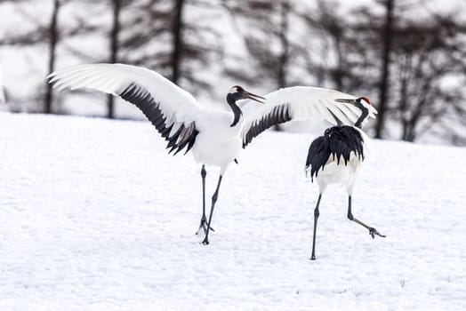 The Red-crowned Crane in Tsurui Ito Tancho Crane Senctuary of Hokkaido, Japan.