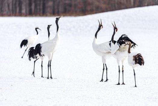 The Red-crowned Crane in Tsurui Ito Tancho Crane Senctuary of Hokkaido, Japan.