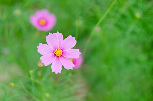 pink cosmos flower blooming in the green field, hipster tone