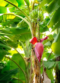 Banana blossom hanging on tree with banana fruit in green garden