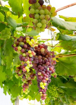 Bunches of Fresh Grapes Hanging from the vineyard