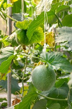 young sprout of green melon plants growing in greenhouse supported by string nets