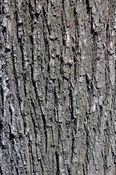 Bark on Tree 