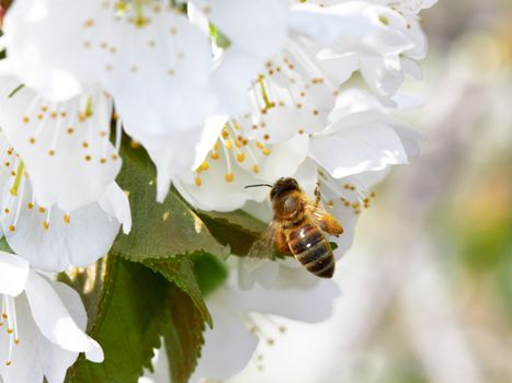 bee in blossoming cherry tree 