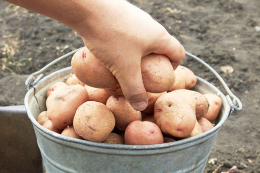 bucket of potato on the field 