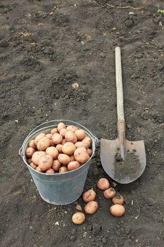 bucket of potato on the field