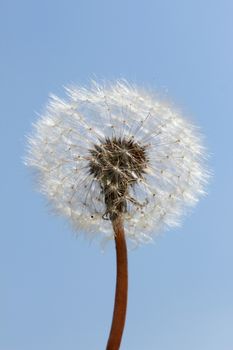 white dandelion clock against blue sky 