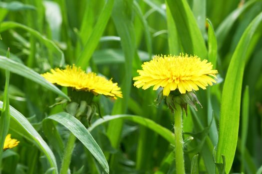 Yellow dandelion flowers with leaves in green grass