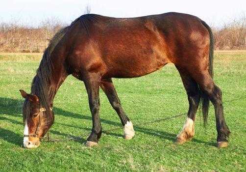 the horse is grazed on a meadow in the village