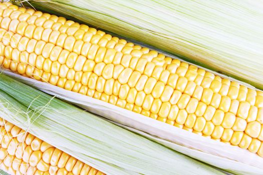 fresh corn vegetable with green leaves closeup