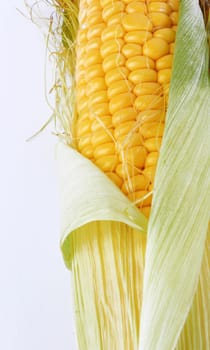 fresh corn vegetable with green leaves closeup 