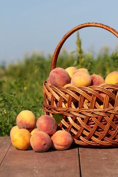 wicker basket full of fresh peaches