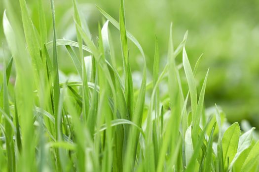 The background of fresh green grass 